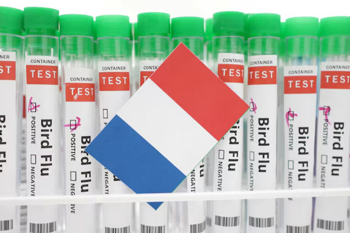 France reports bird flu on two farms, losing disease-free status