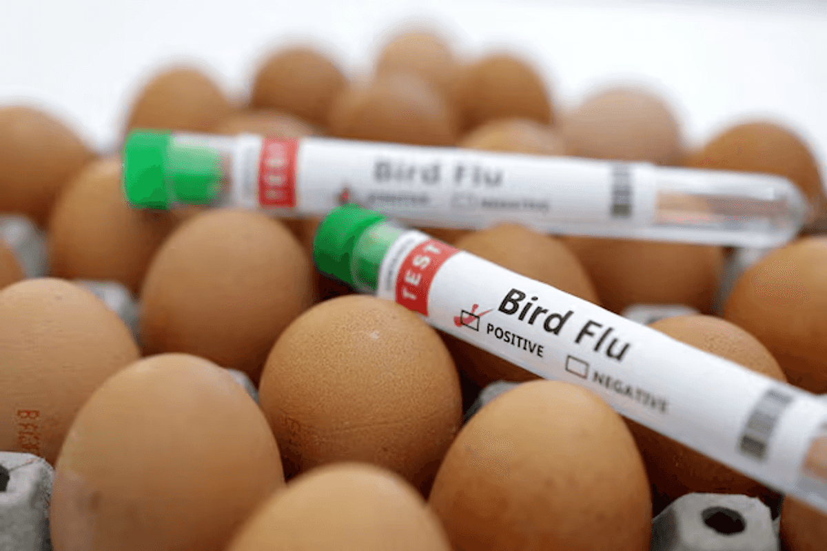 Bird flu detected in Netherlands for first time in 2024