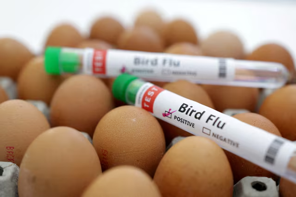Bird flu detected in Netherlands for first time in 2024