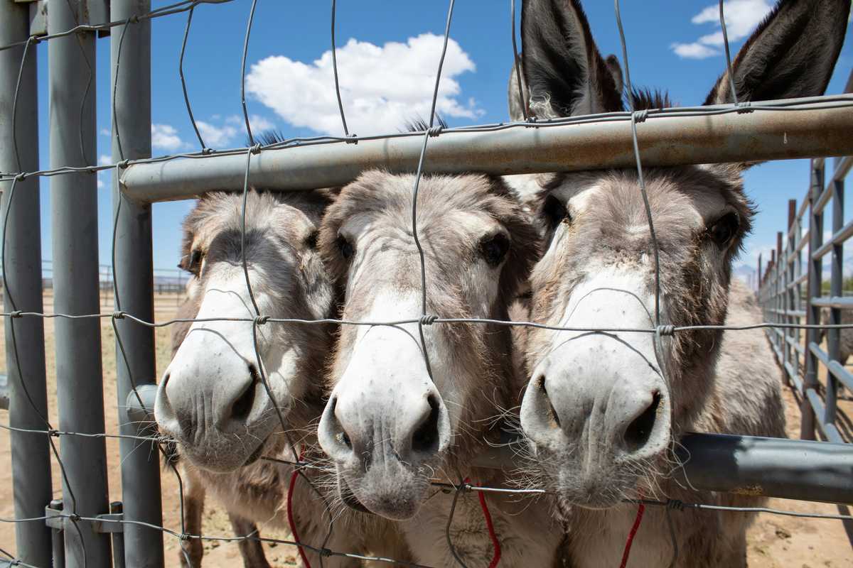 Pakistan allows exports of donkey hides after a decade
