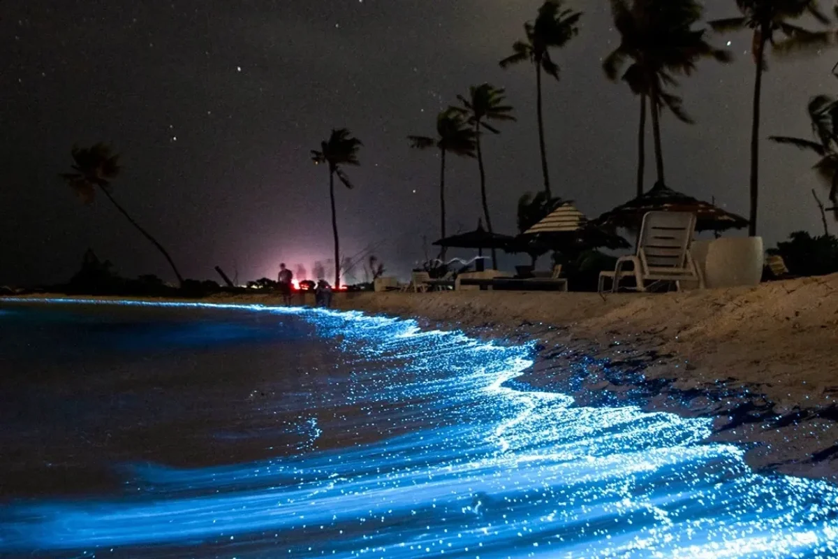 Mesmerizing Bioluminescent Phenomenon Illuminates UAE Beaches.