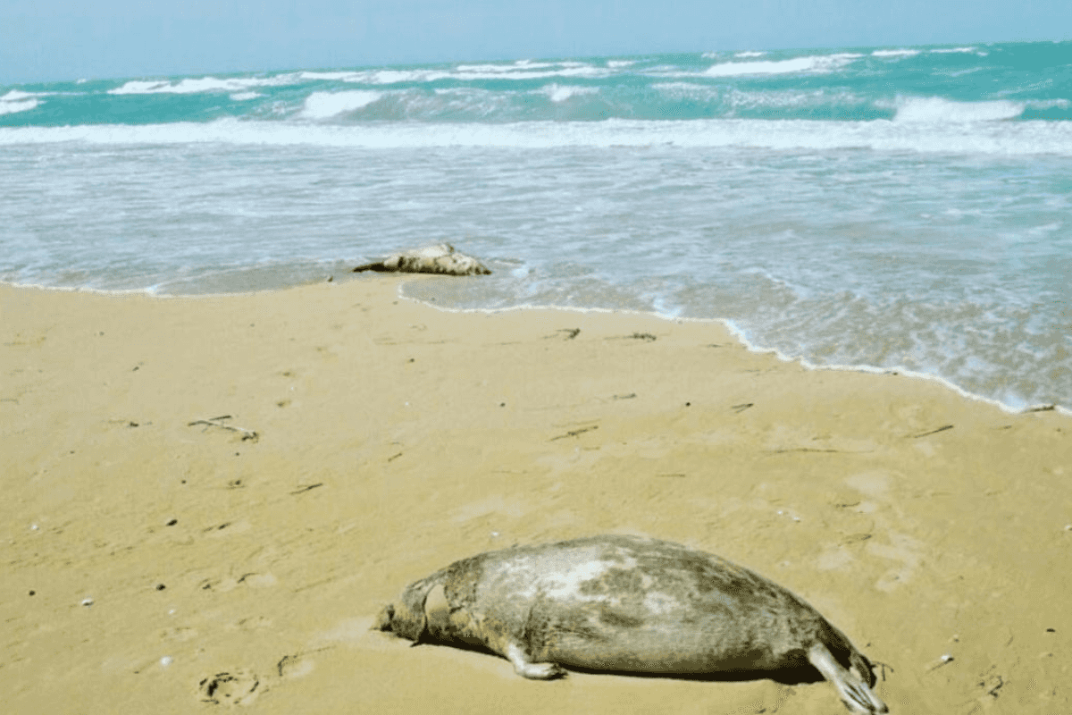 Kazakhstan reports 2,000 deaths of rare seal in a month