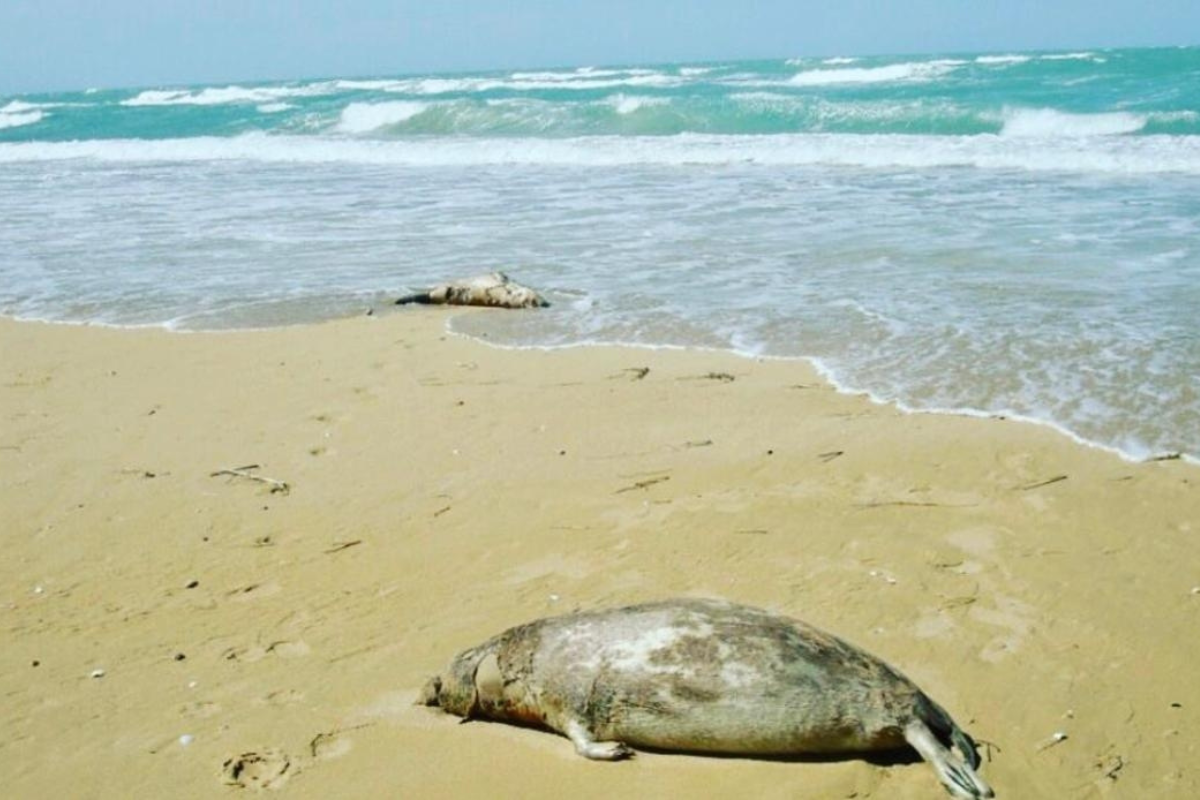 Kazakhstan reports 2,000 deaths of rare seal in a month