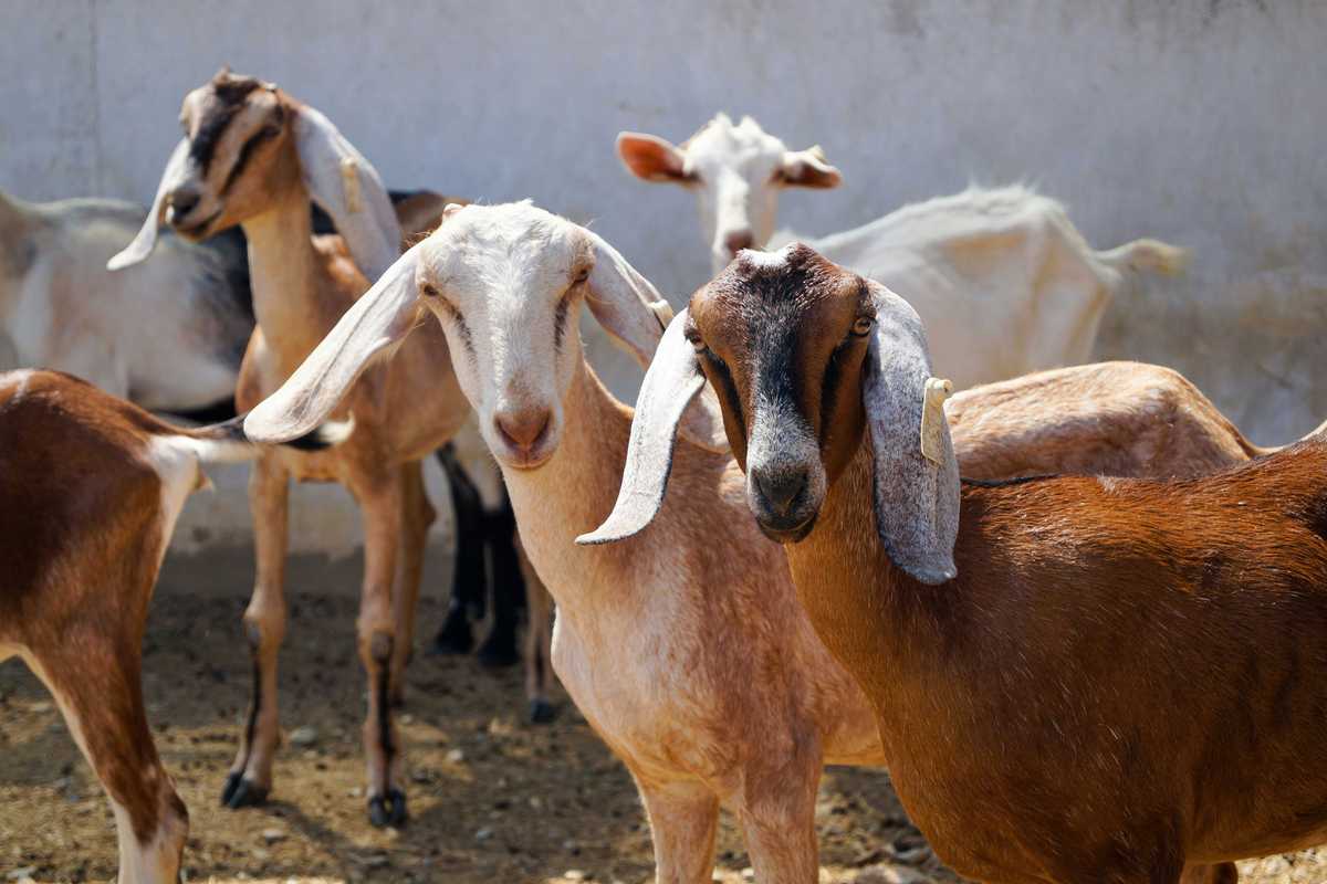 FBR proposes livestock export scheme for imported animals