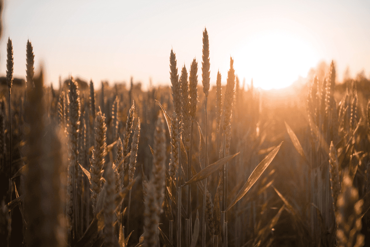 Pakistan proposes wheat price of PKR 4,500 per maund for 2027