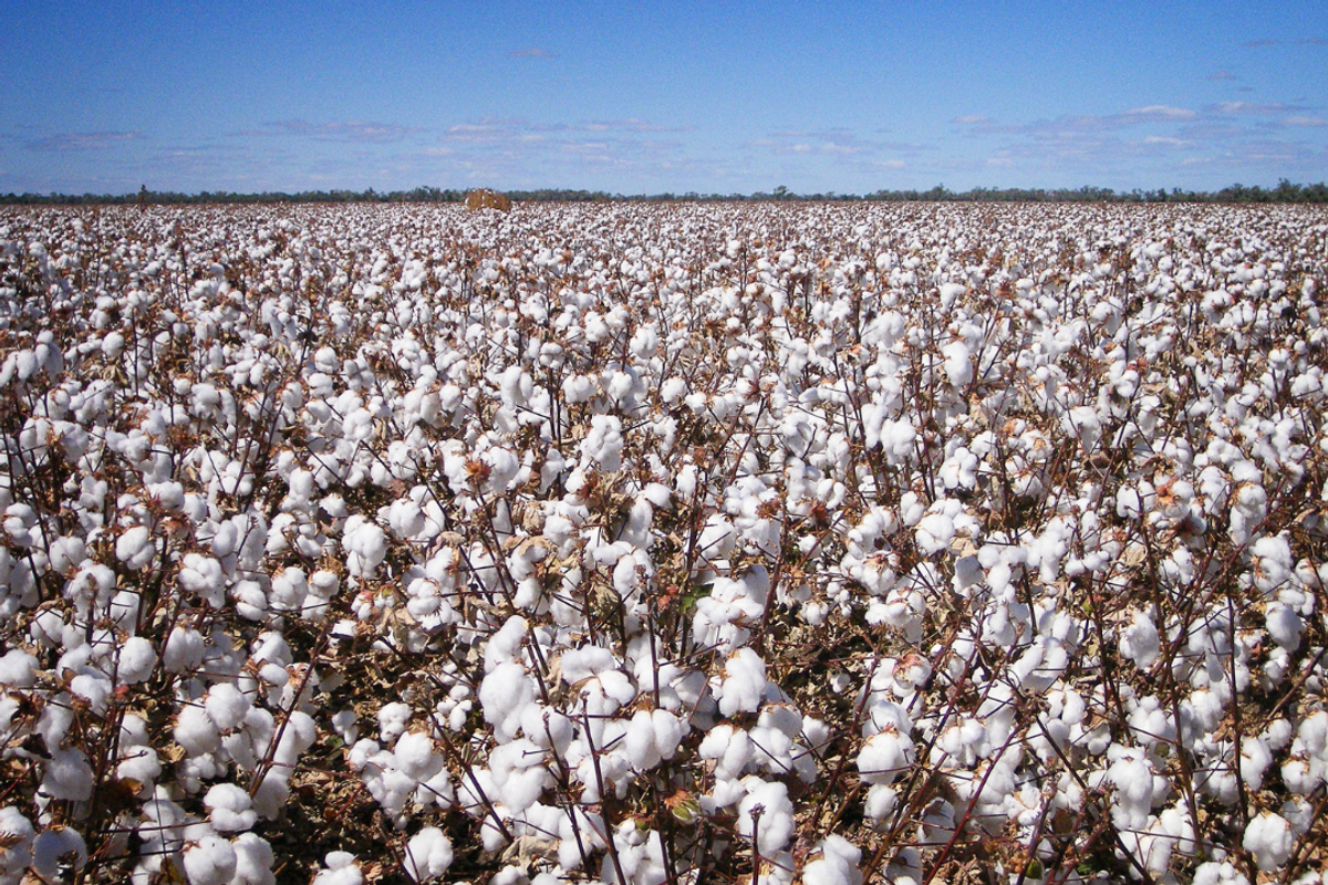 Pakistan's cotton arrivals improve but still much lower than last year's