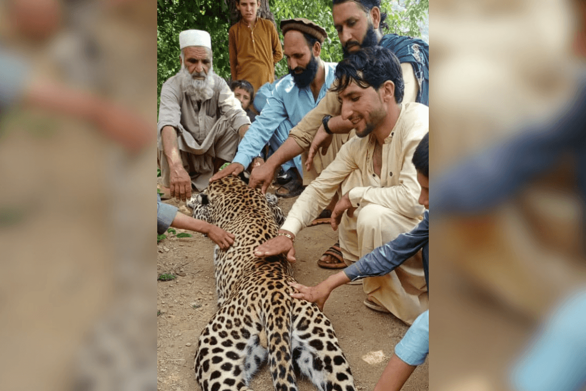 Protected leopard killed by residents in Pakistan's Bajaur district, investigation launched