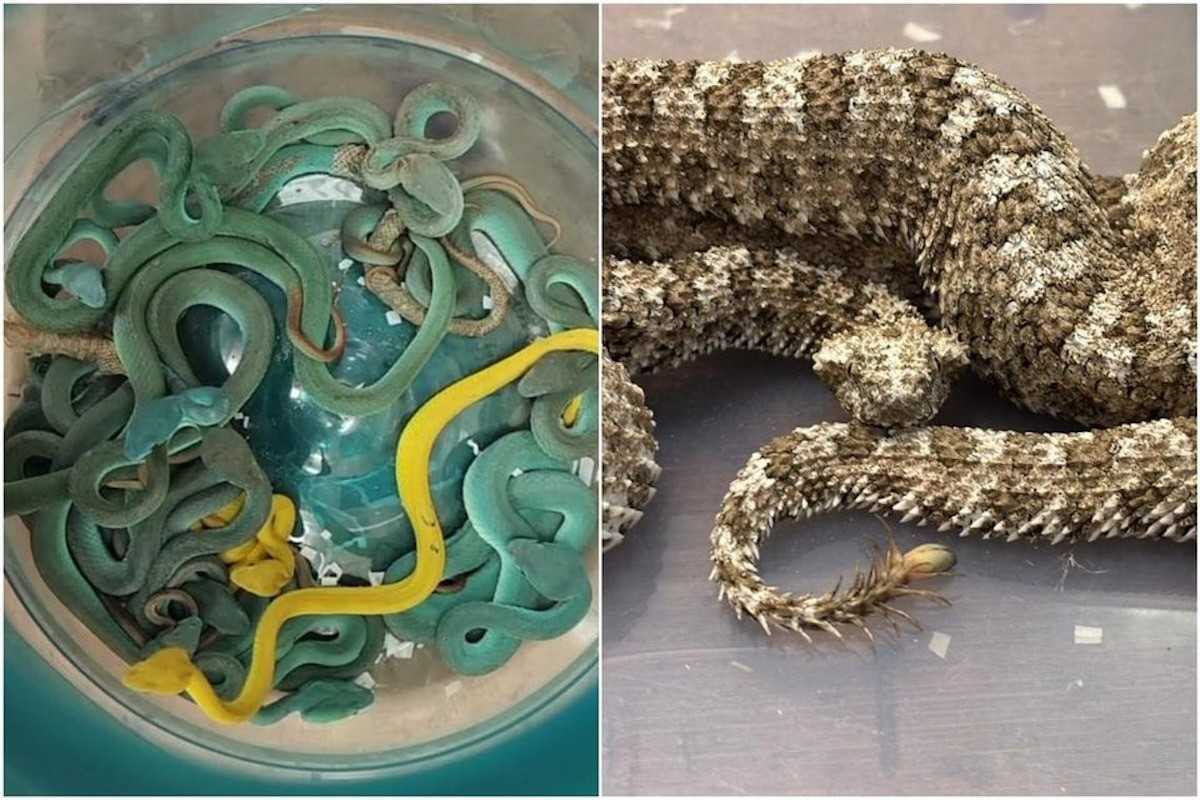 Snakes on a plane: Indian smuggler caught with venomous vipers