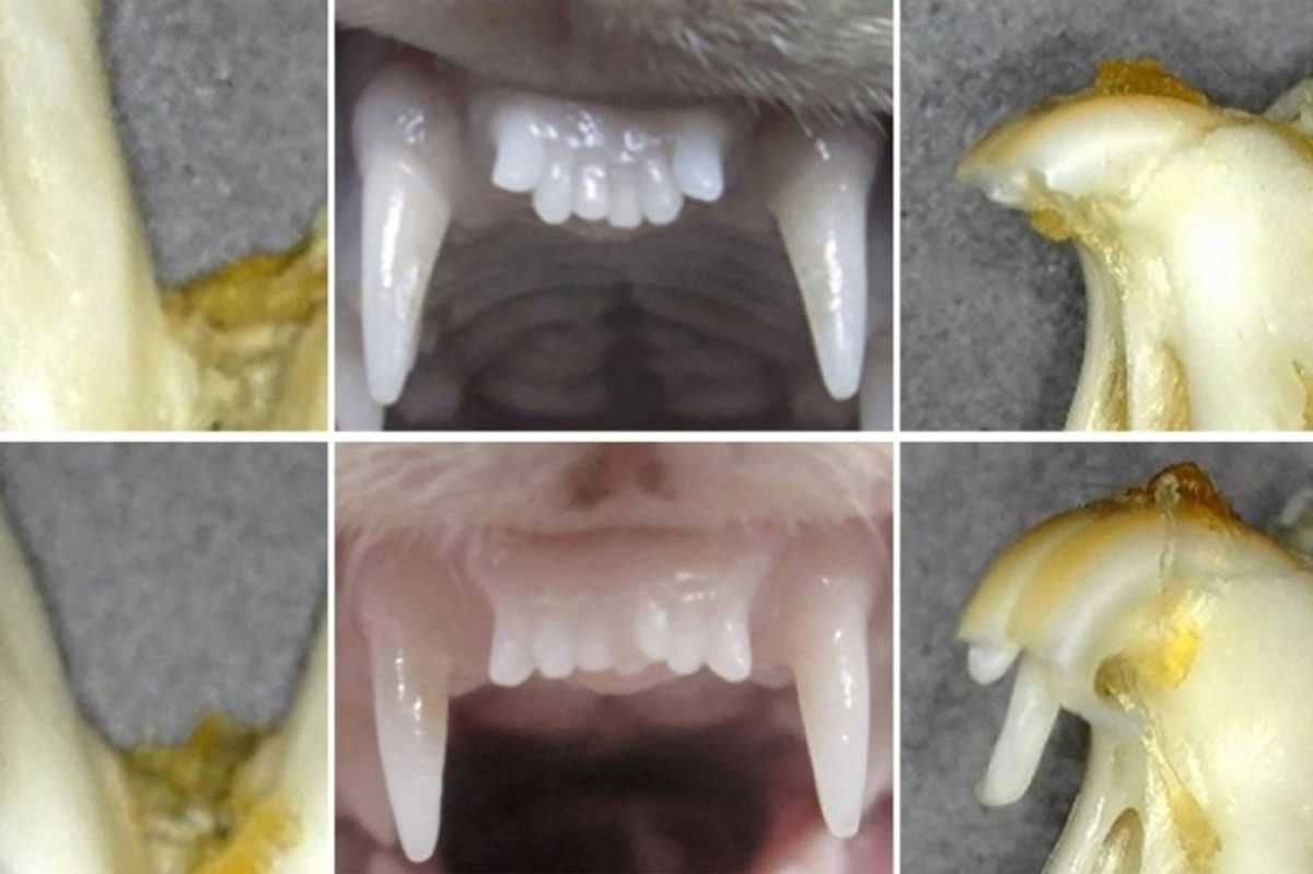 Japanese researchers test pioneering drug to regrow teeth