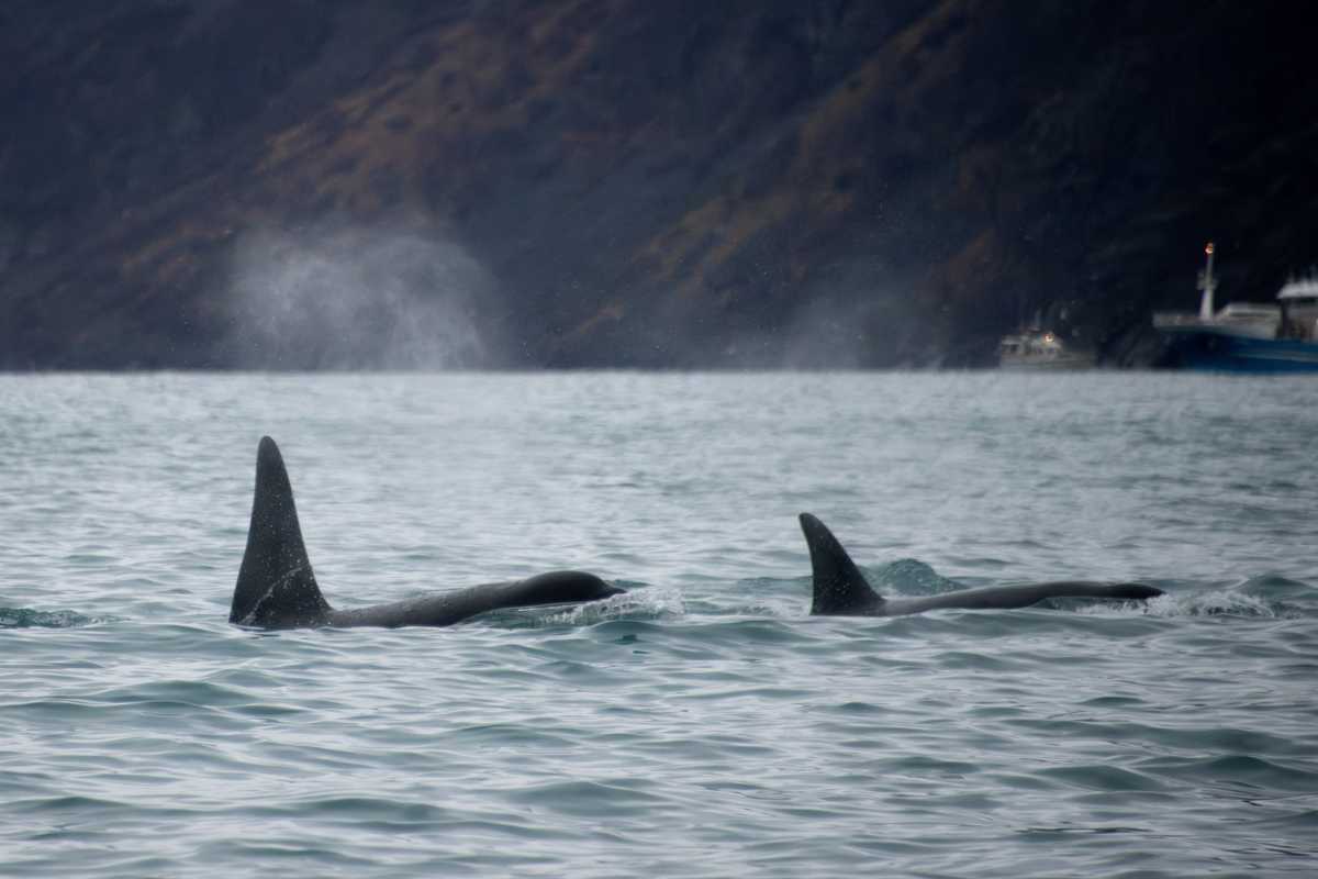 Bereaved orca seen carrying another dead calf in US waters