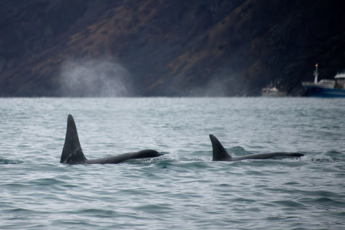 Bereaved orca seen carrying another dead calf in US waters