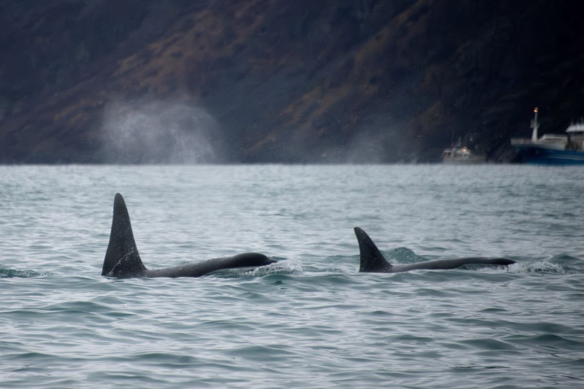 Bereaved orca seen carrying another dead calf in US waters