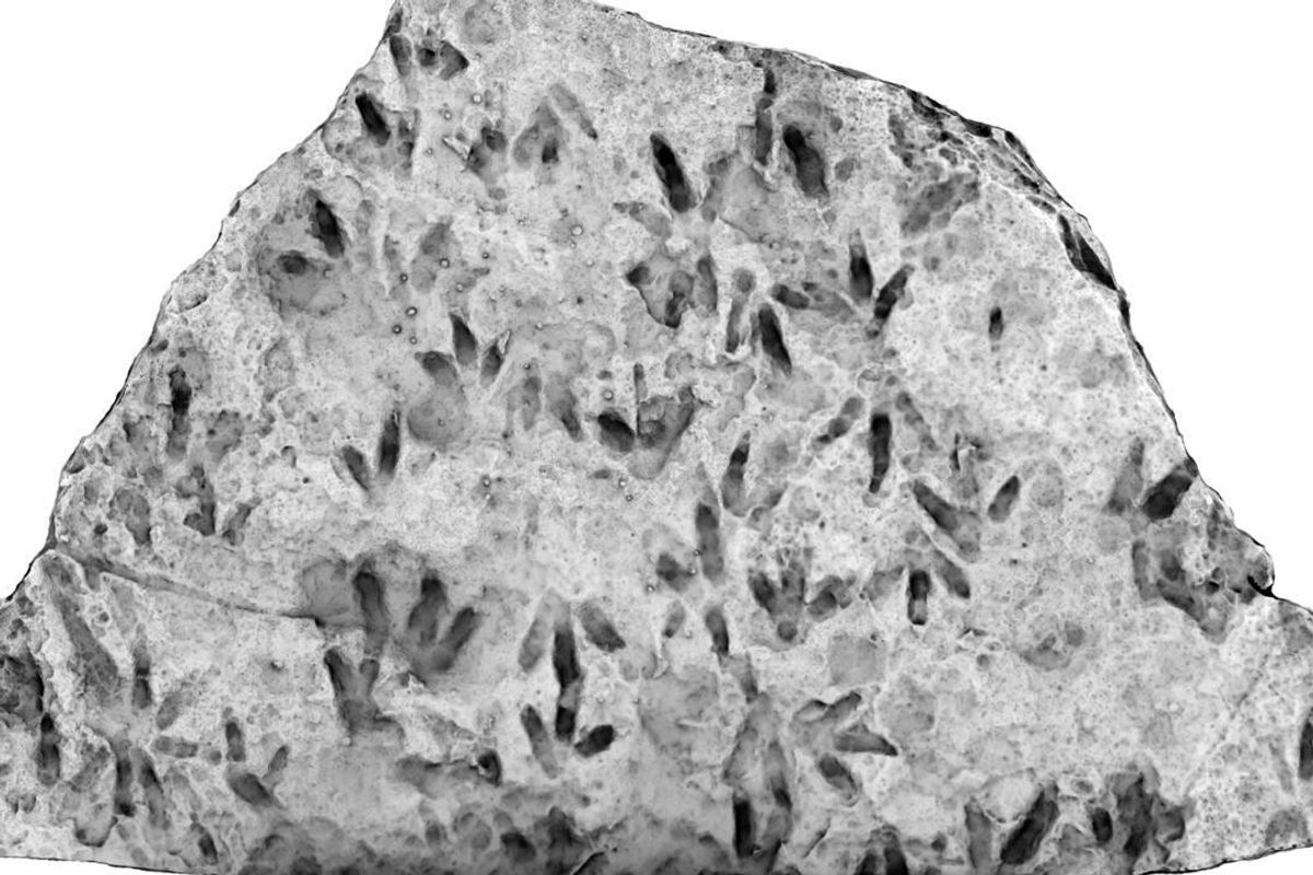 Trove of dinosaur footprints found at Australian school
