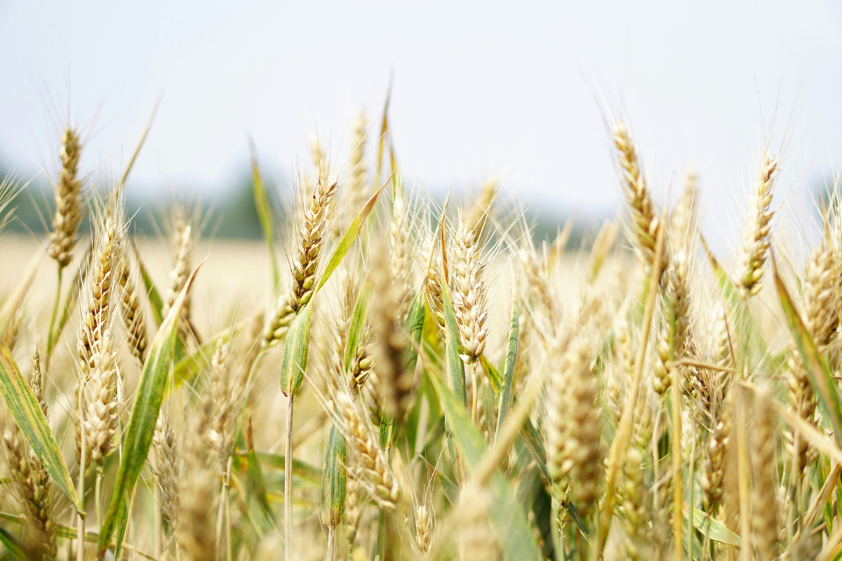 Pakistan government reaffirms commitment to wheat market deregulation