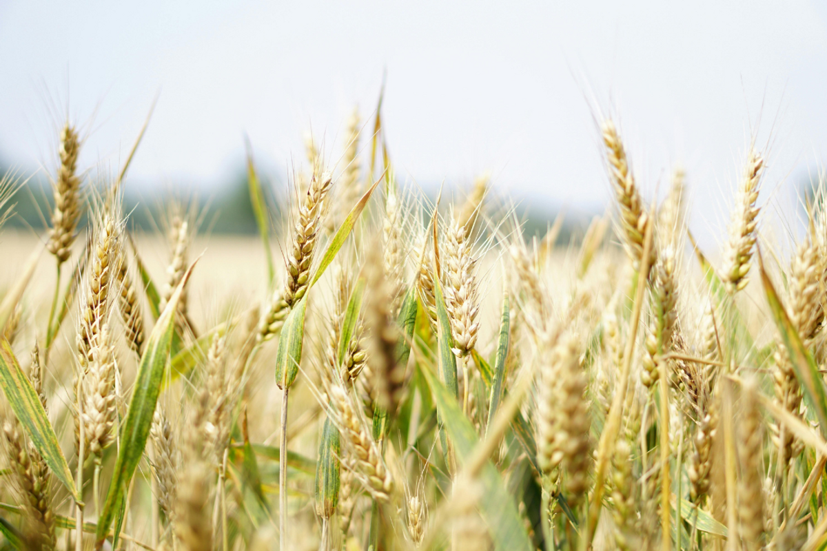 Pakistan government reaffirms commitment to wheat market deregulation