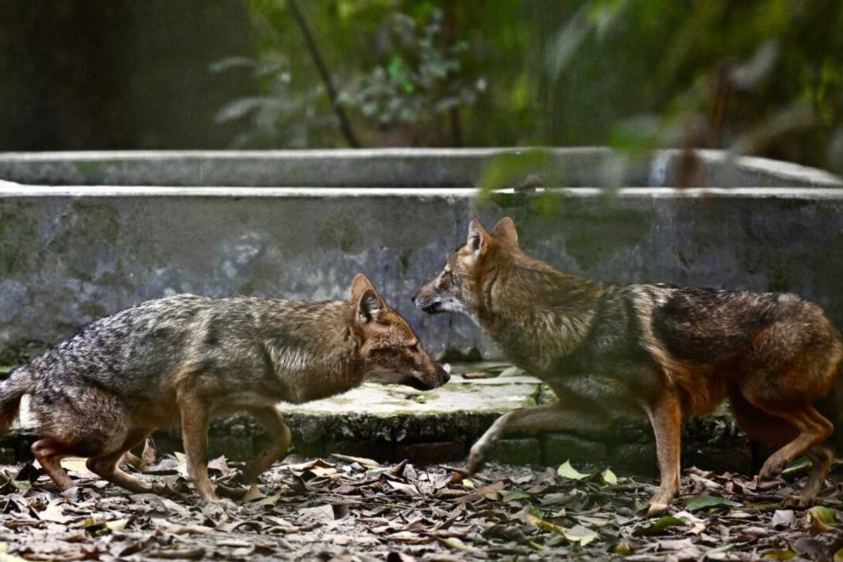 Habitat loss stokes rabid jackal attacks in Bangladesh