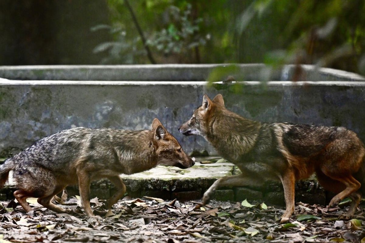 Habitat loss stokes rabid jackal attacks in Bangladesh