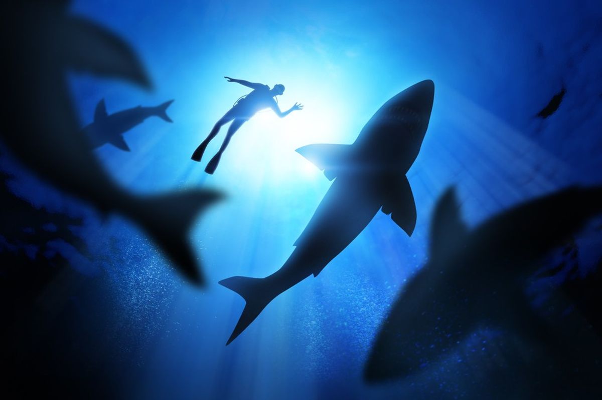 Tourist killed in shark attack in Egypt's Marsa Alam resort