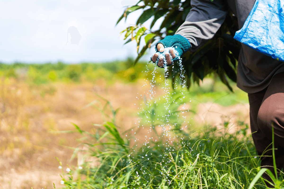 Urea sales seen down 4% in July as monsoon rains, high inventories curb demand