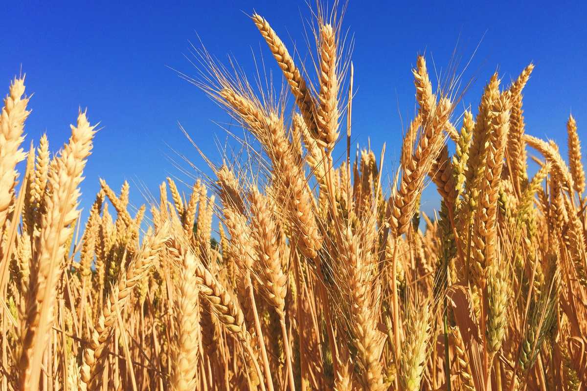 IMF says Pakistan’s wheat, sugar market reforms will test political resolve through 2026