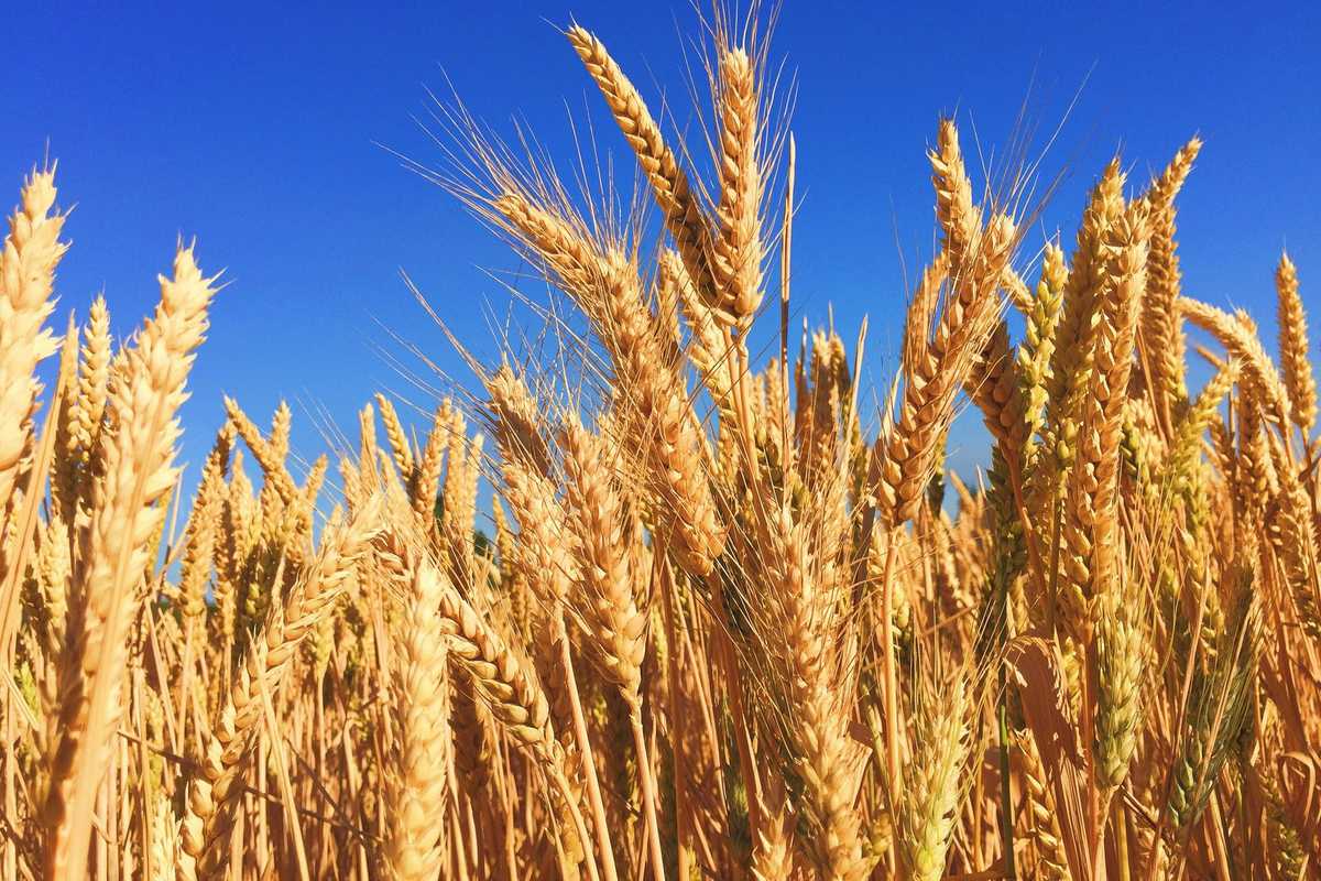 Pakistan wheat imports: Cereal traders urge government to act to avert supply crunch