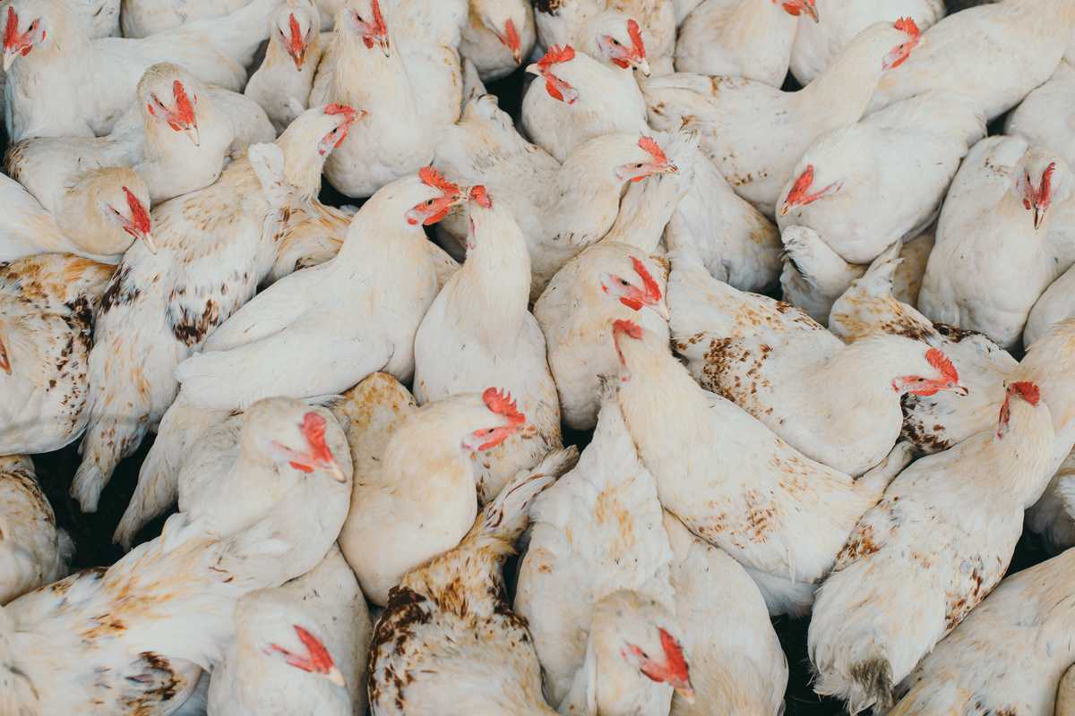 Higher poultry and sugar prices push weekly inflation slightly up