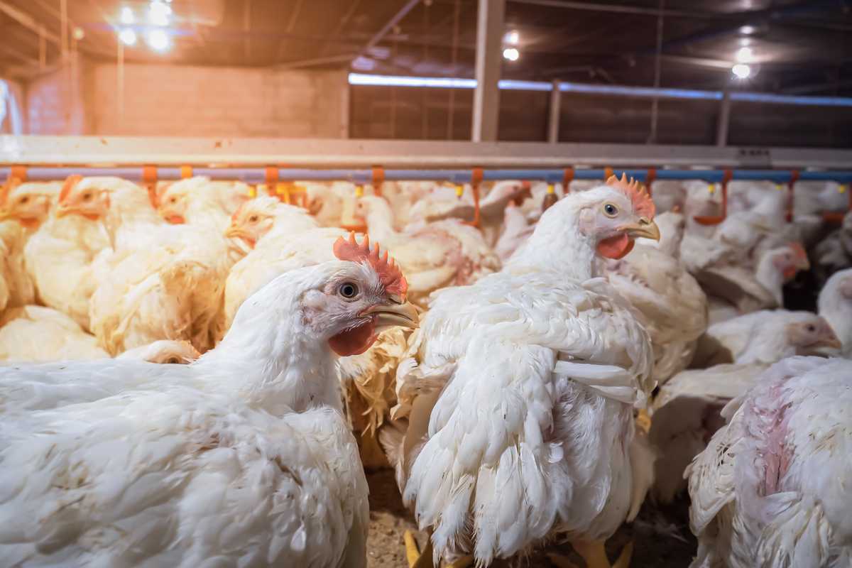 Pakistan's short-term inflation increased by 3.97%