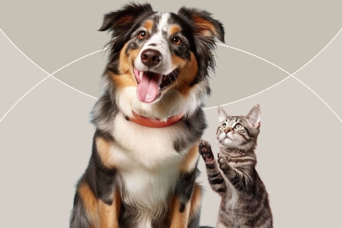 Abu Dhabi wants you to register your pets. Here’s why