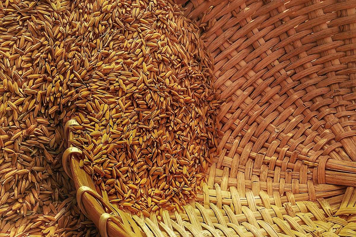 Pakistani firms sign $100M MoUs with Chinese companies to modernize grain storage