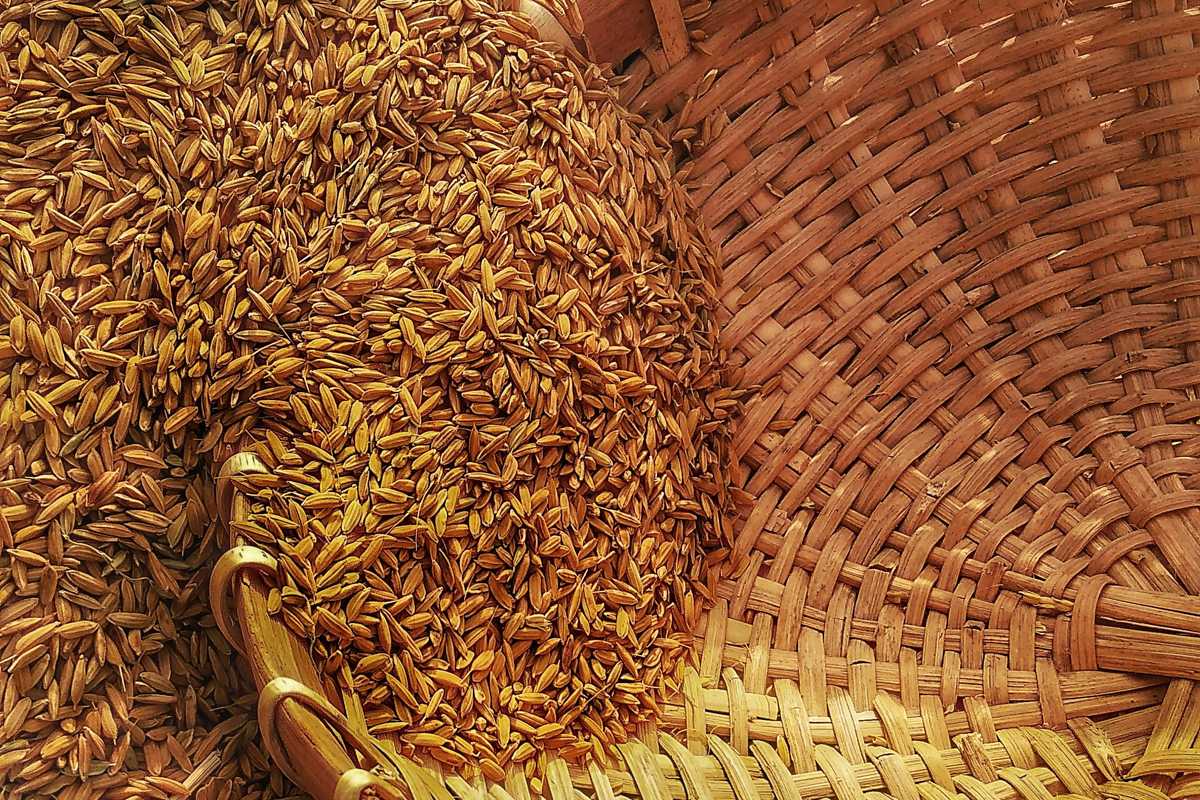 Cereal delegation visiting Bangladesh to strengthen agricultural trade ties