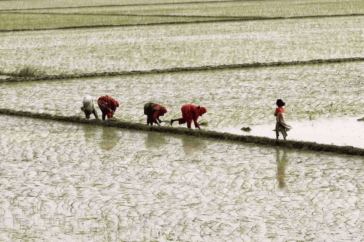 Pakistan rice exports jump nearly 150% by volume in September