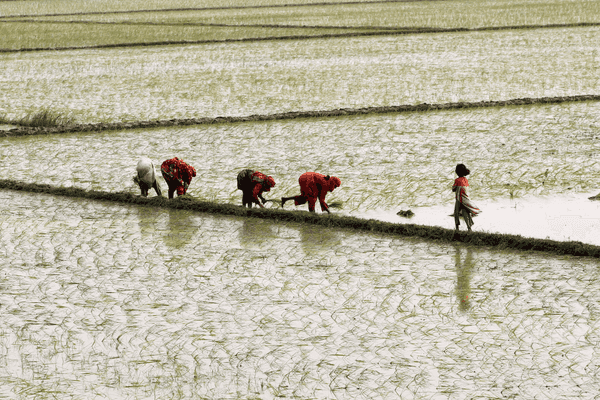 Pakistan rice exports jump nearly 150% by volume in September