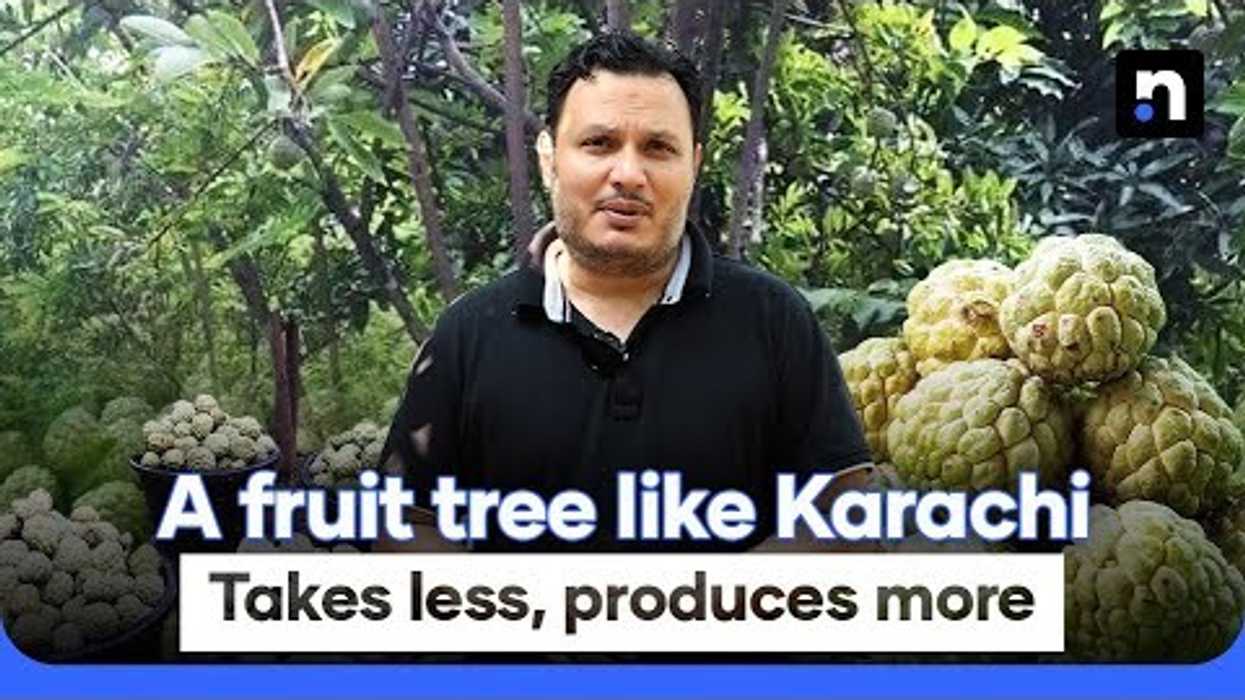 Custard apple trees in Karachi thrive but face climate, housing threats