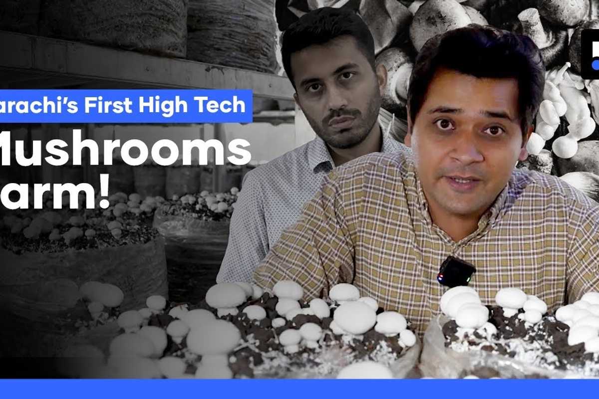 Karachi’s factory grows fresh mushrooms year-round with modern farming