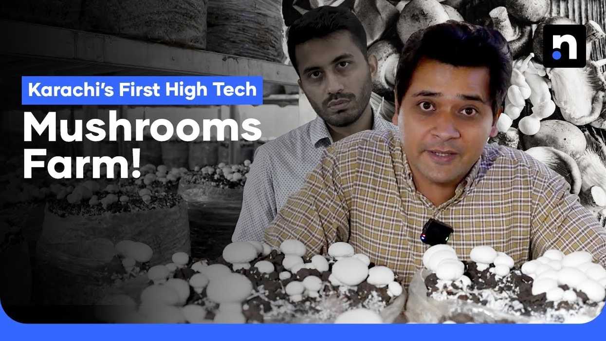 Karachi’s factory grows fresh mushrooms year-round with modern farming