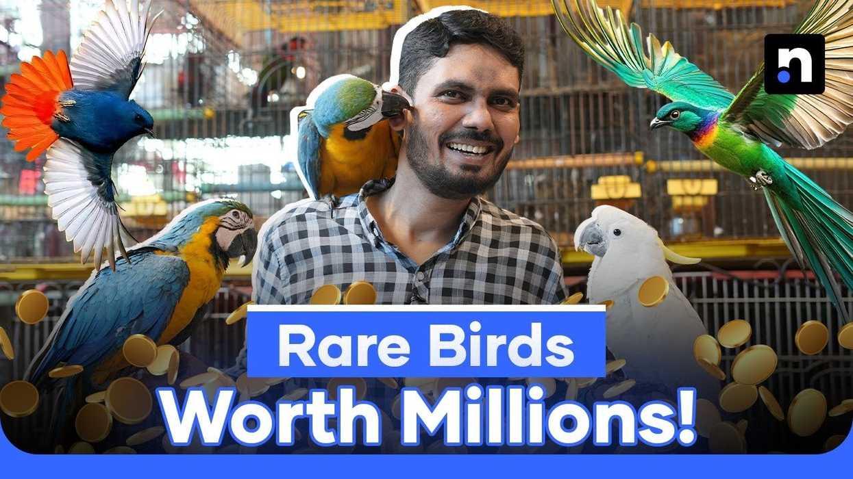 From hobby to multi-million dollar industry: Pakistan's exotic bird trade