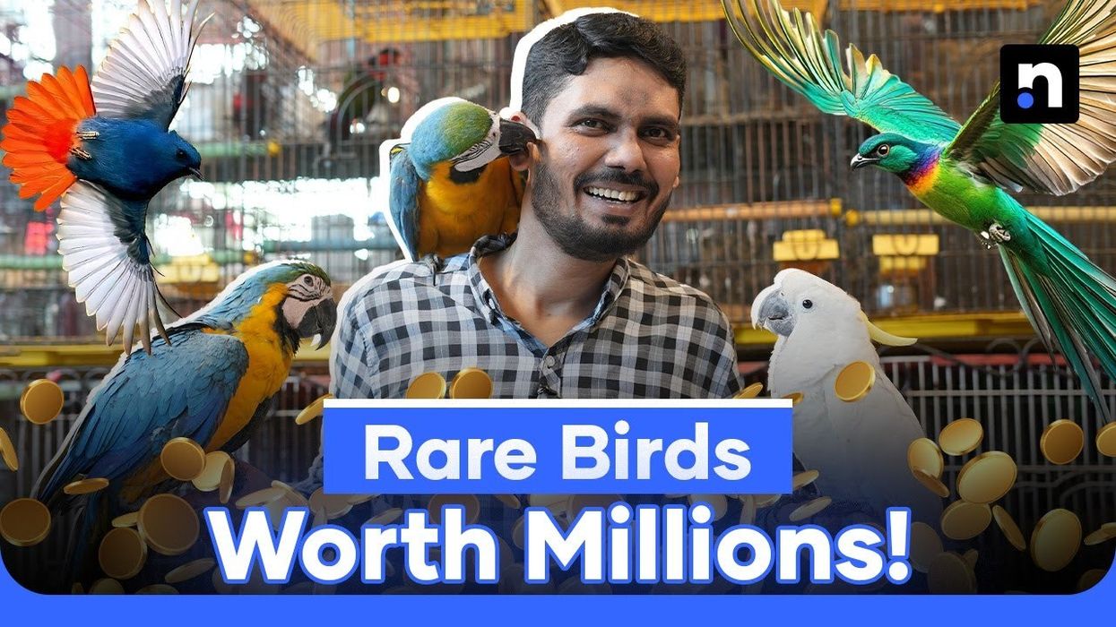 From hobby to multi-million dollar industry: Pakistan's exotic bird trade