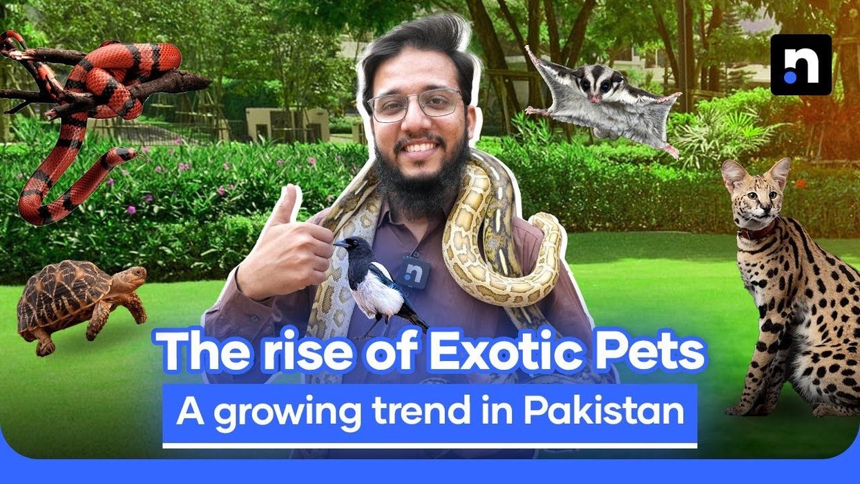 The growing popularity of exotic pets in Pakistan