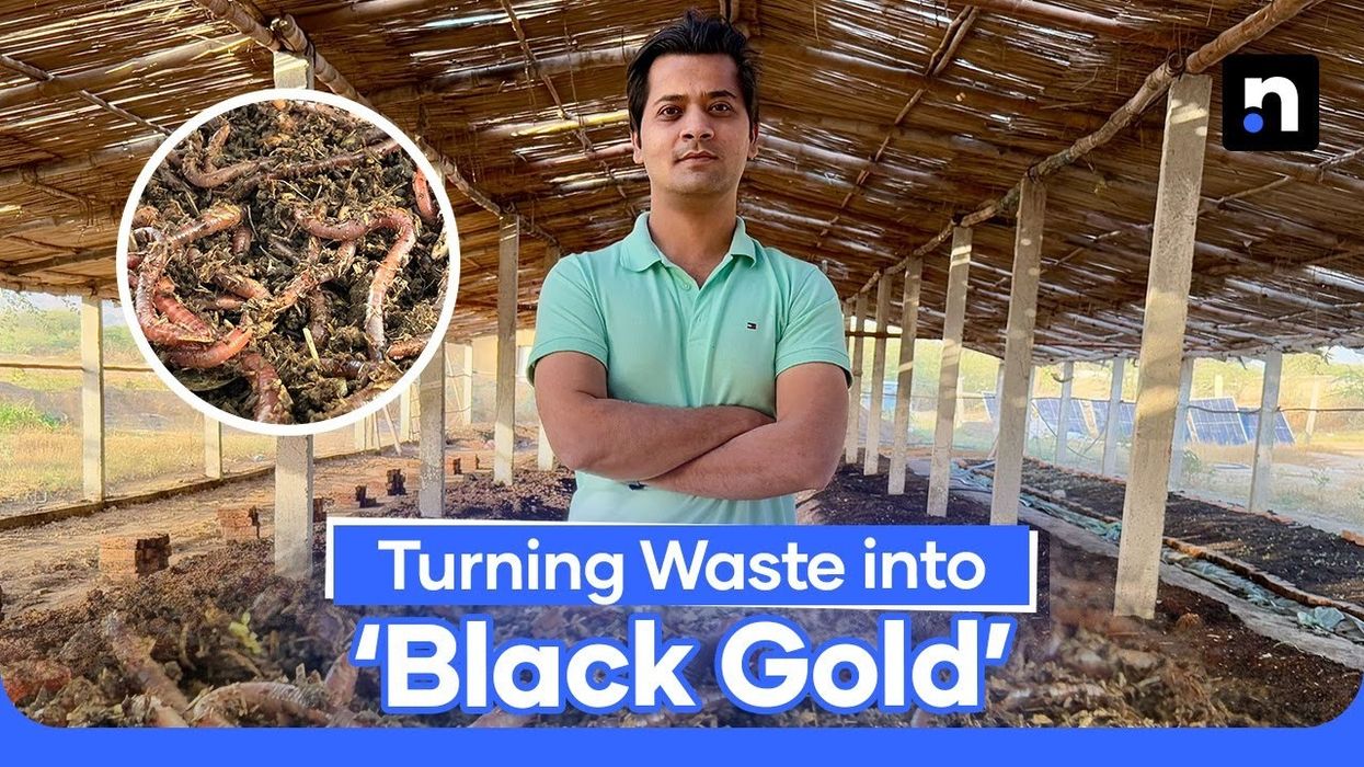 The making of "Black Gold": How worms transform dung into organic fertilizer