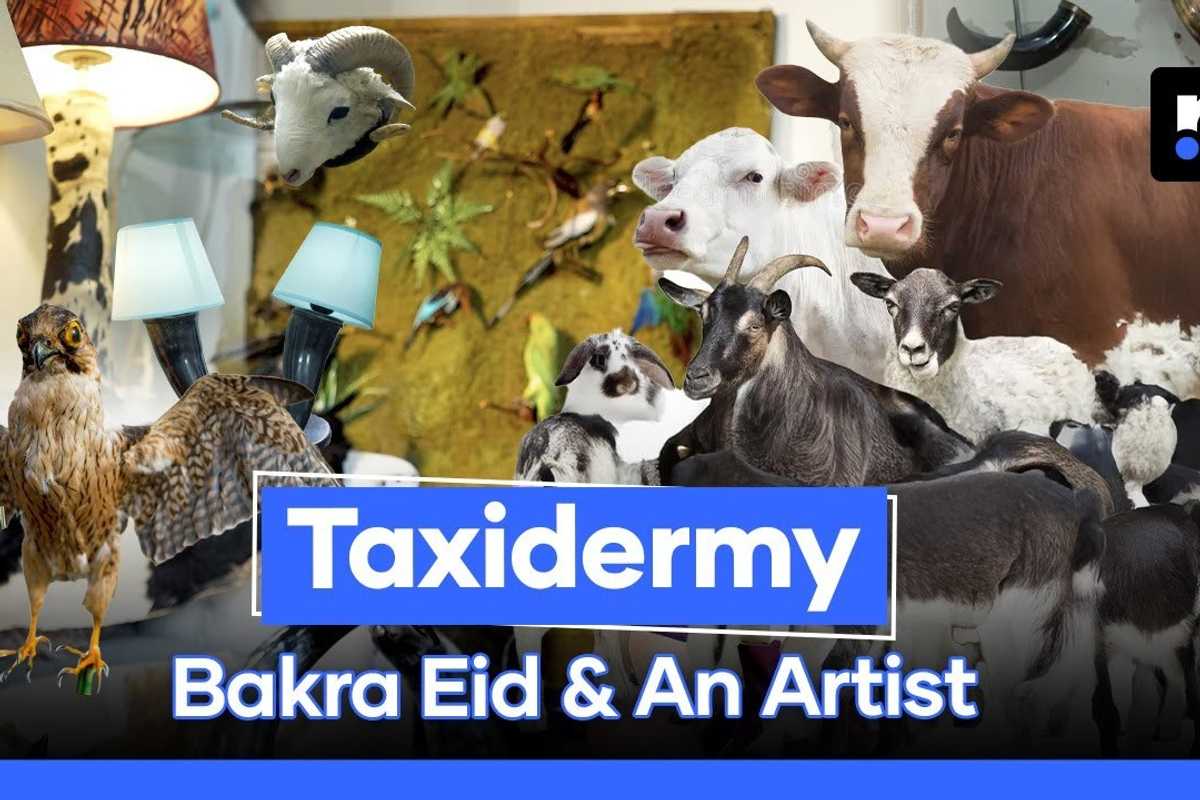Taxidermy with heart: The young artist preserving stories through bones