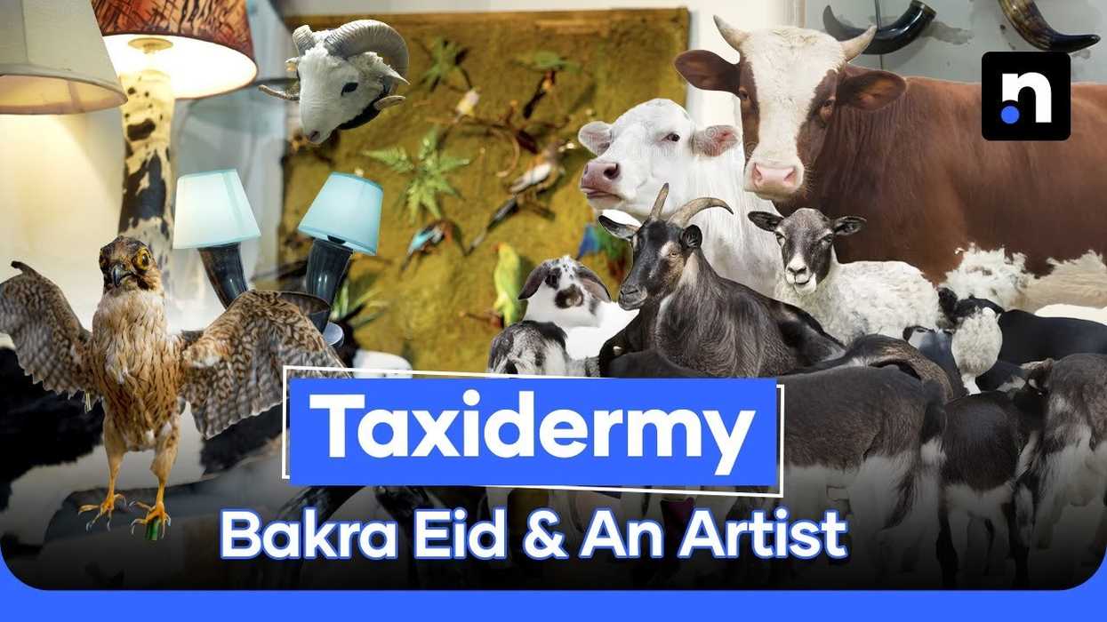 Taxidermy with heart: The young artist preserving stories through bones