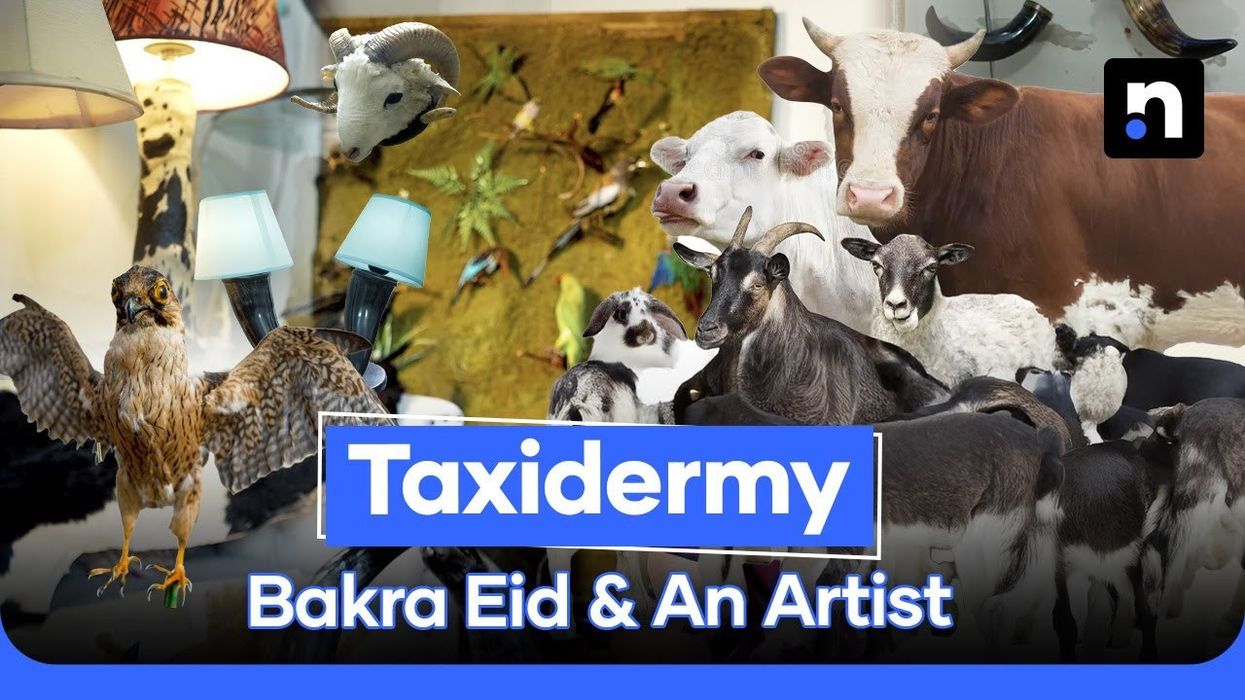 Taxidermy with heart: The young artist preserving stories through bones