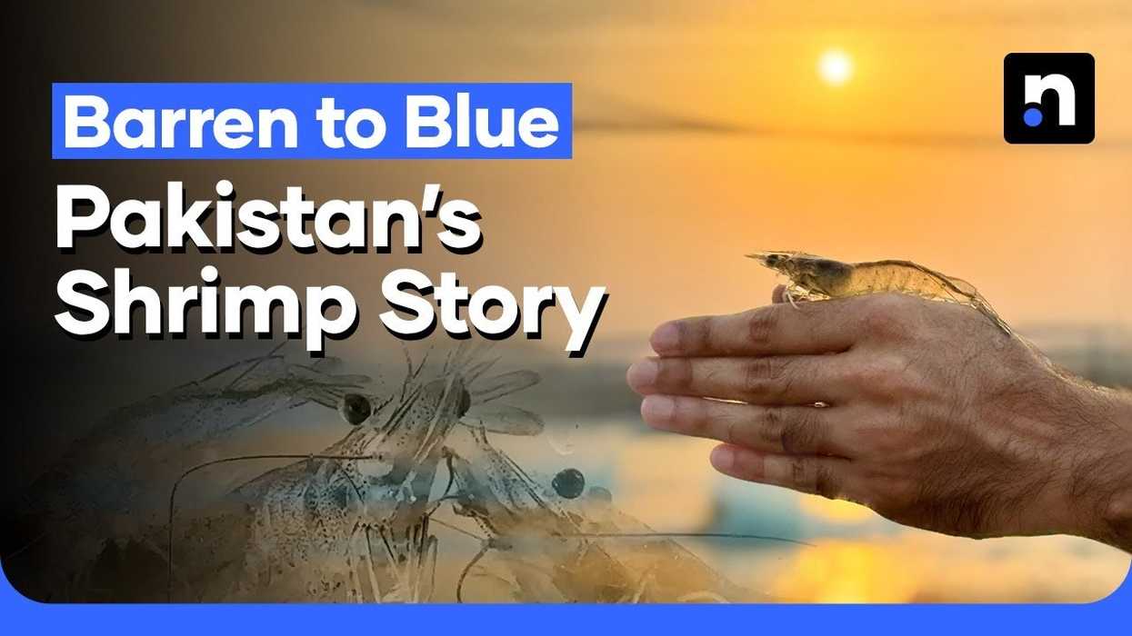 Pakistan’s shrimp story