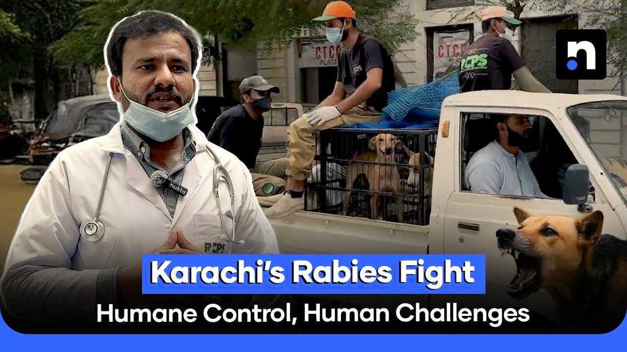 Karachi’s stray dog crisis persists despite rabies control efforts
