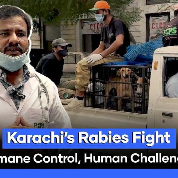 Karachi’s stray dog crisis persists despite rabies control efforts