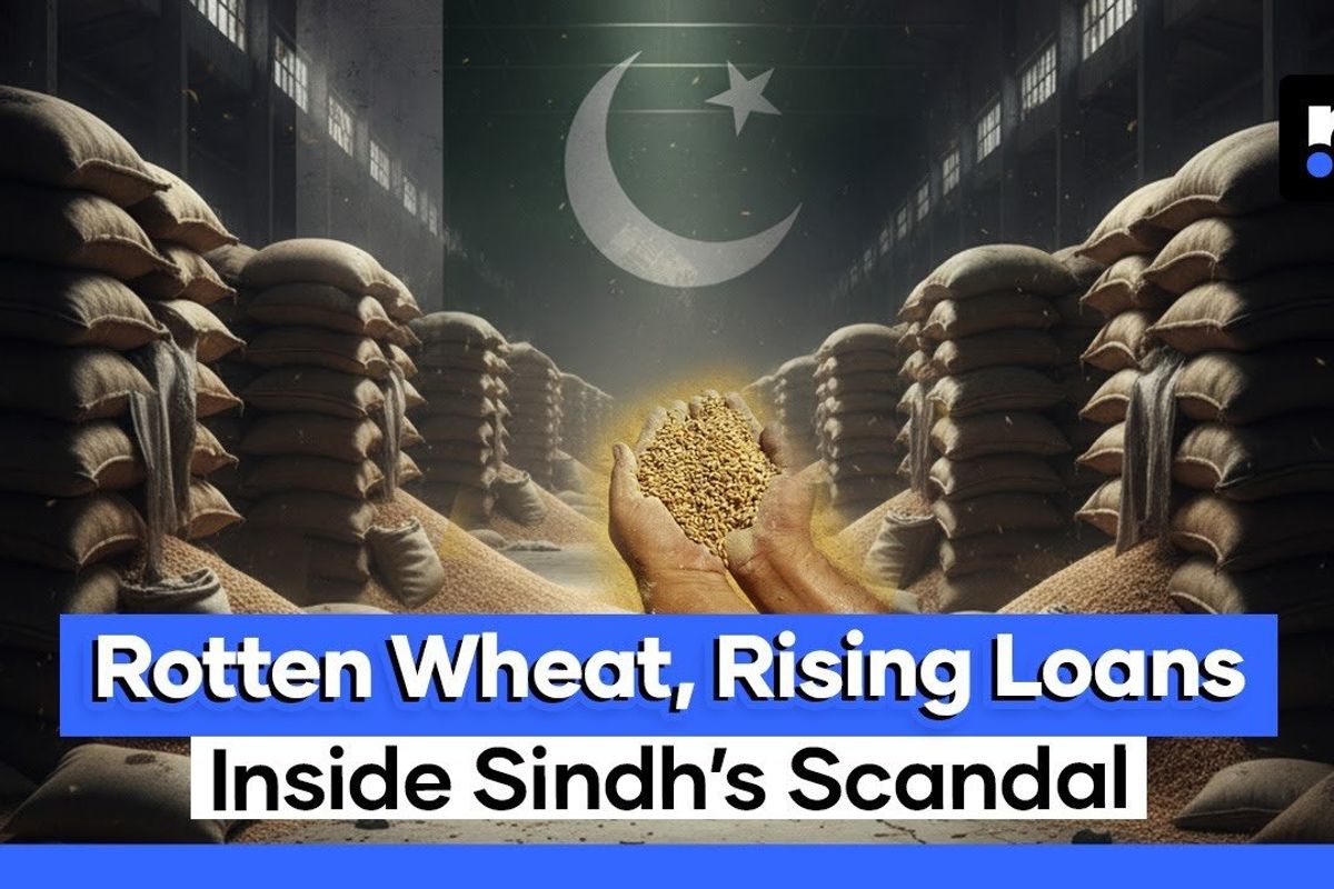Sindh’s wheat scandal: Billions lost, hunger rising