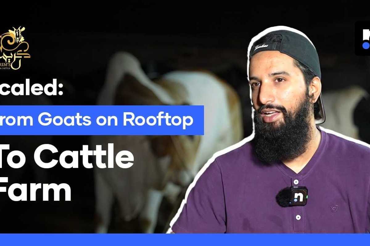 How a rooftop setup became a thriving 400-cow farm