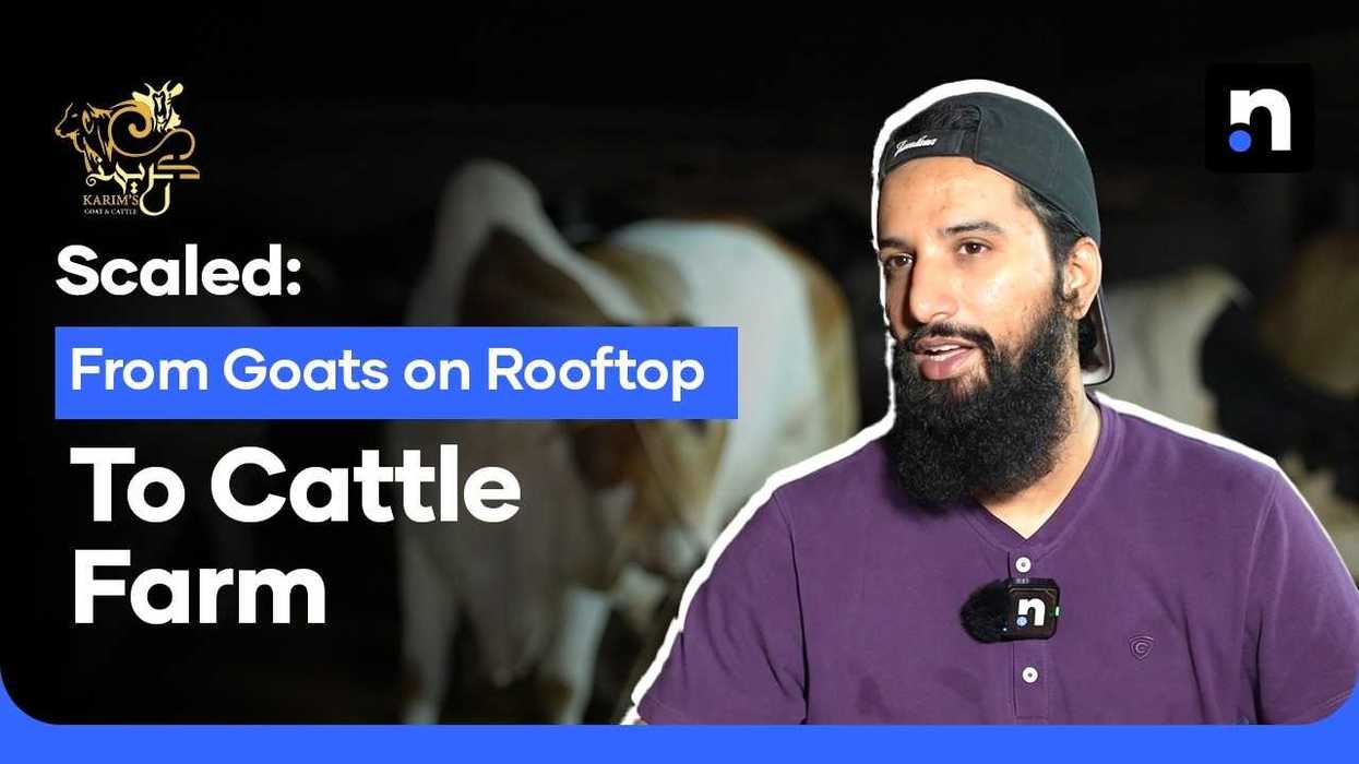 How a rooftop setup became a thriving 400-cow farm