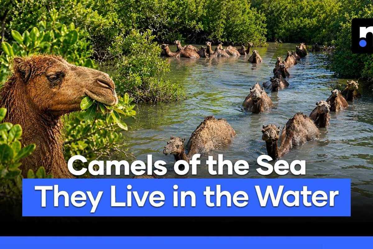 Meet Pakistan’s camels that swim through the sea