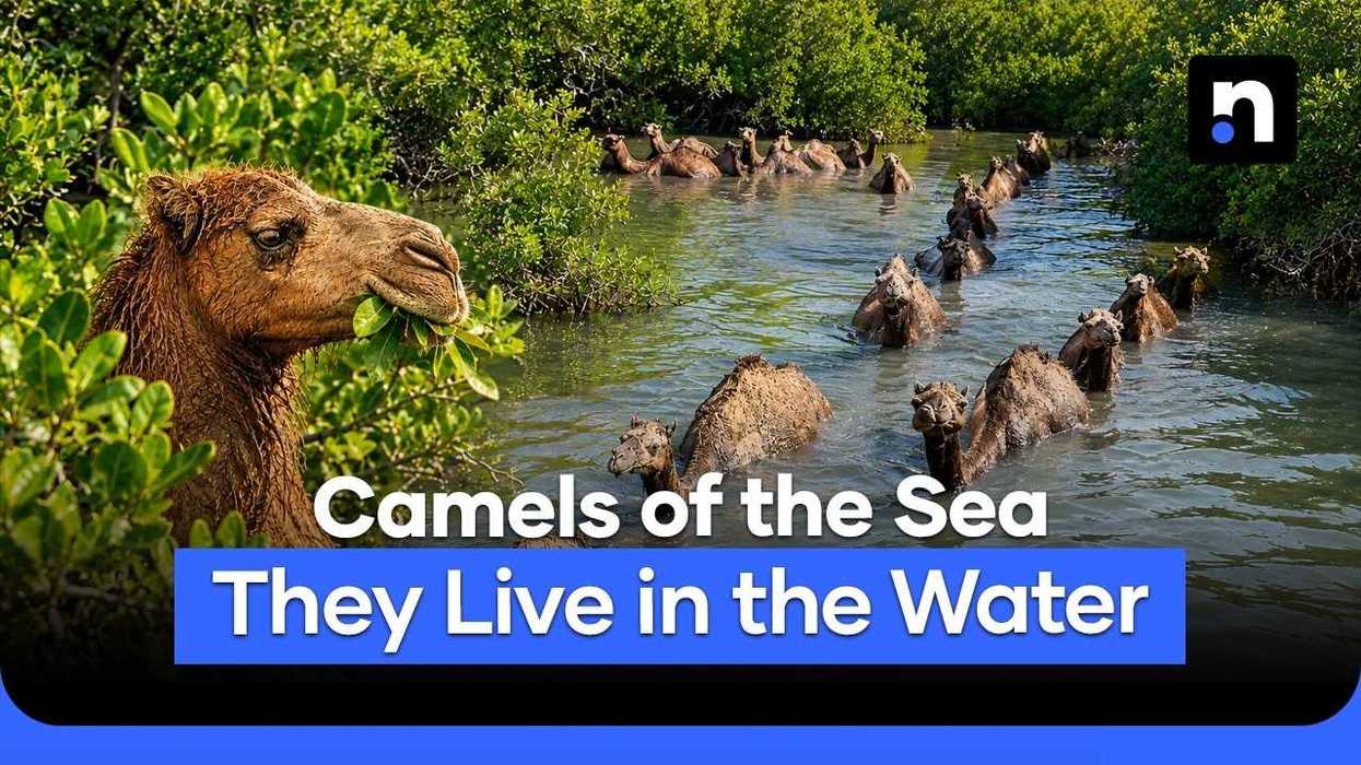 Meet Pakistan’s camels that swim through the sea